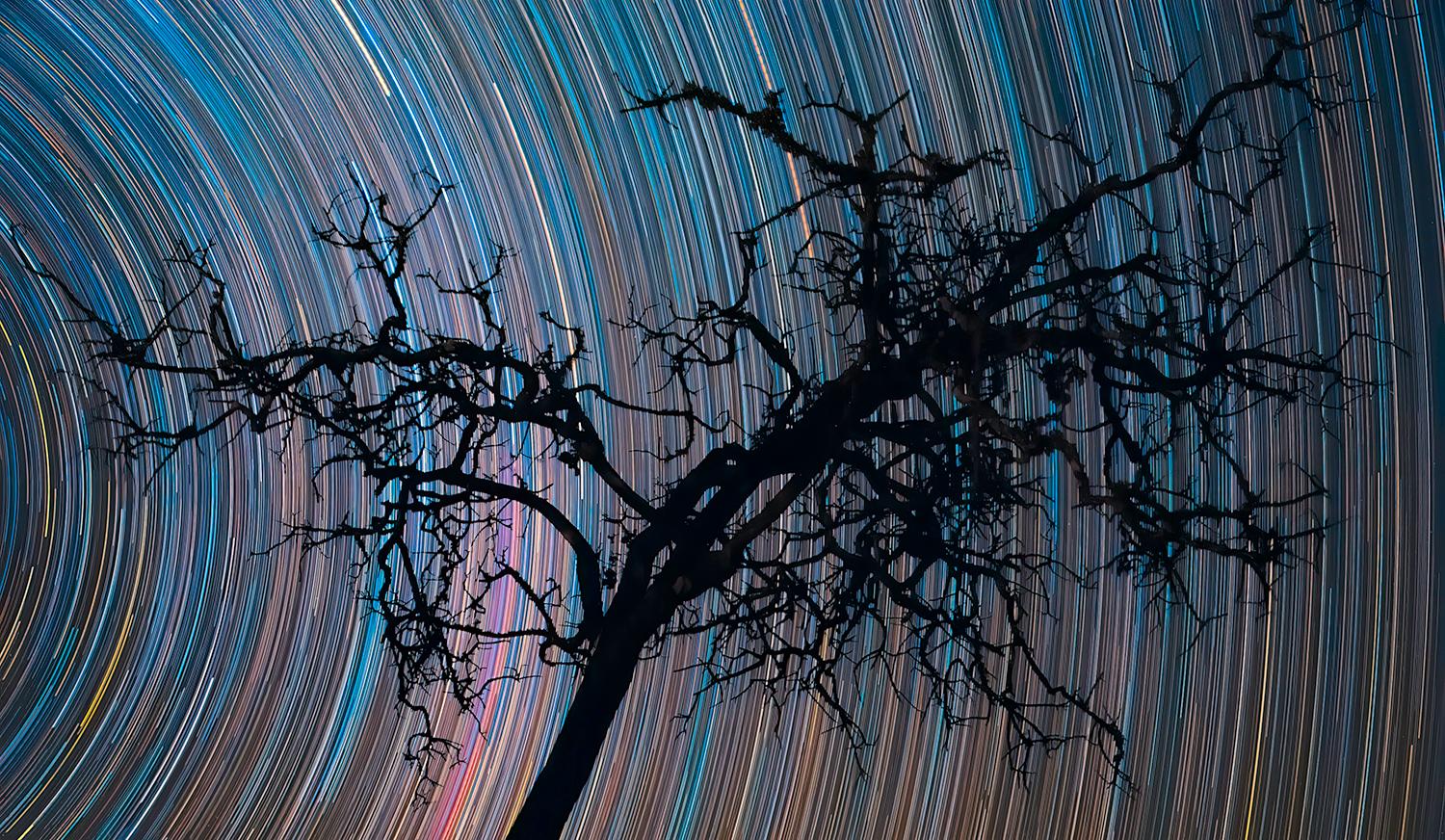 STAR-TRAIL – DRY TREE – SHADOW